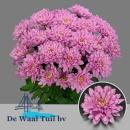 Vollsortiment - Chrysantheme große verzweigte, gefüllt rosa